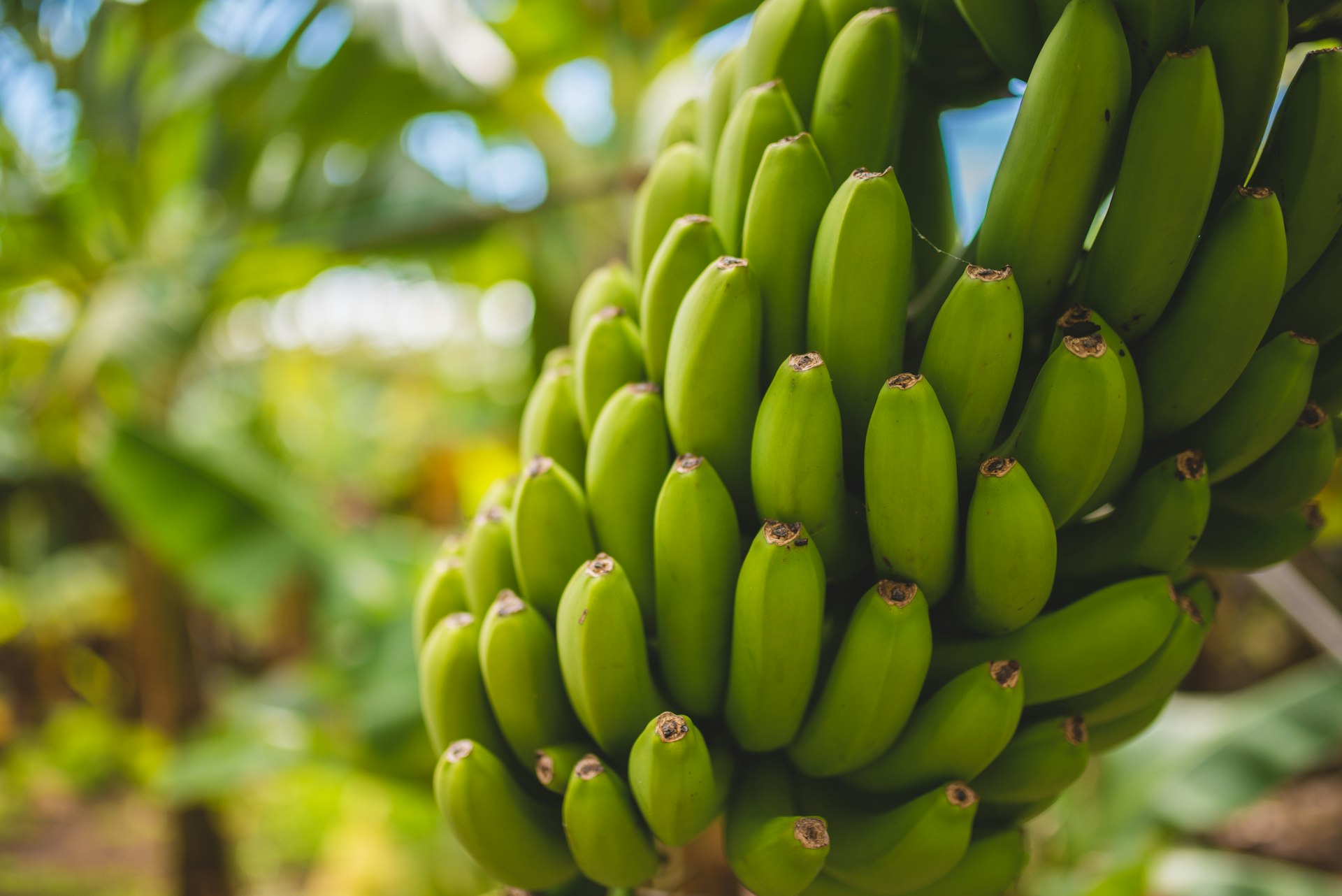 Bunch of green plantains